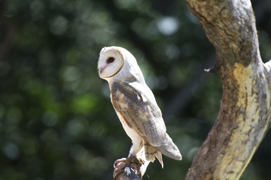 Barn-Owl Photograph by Douglas Barnard