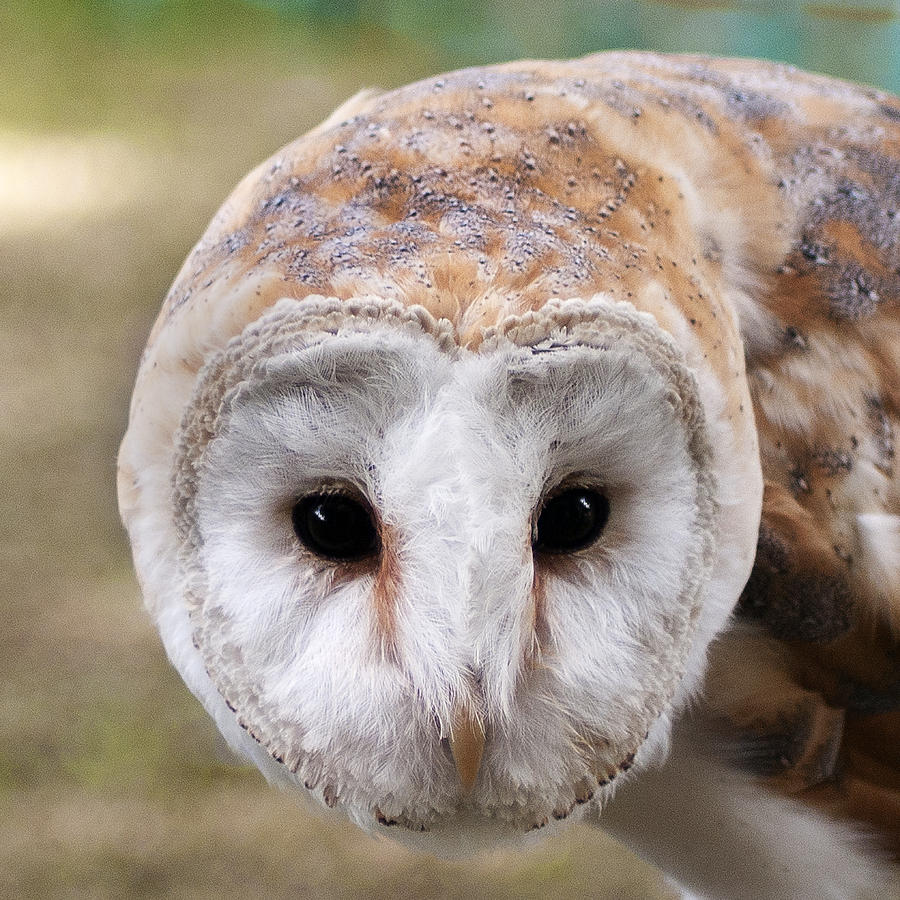 Cute Barn Owl Face
