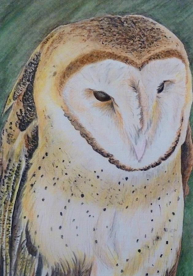 Bird Painting - Barn Owl by Jennifer Jeffris