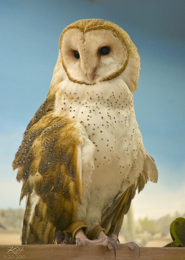 Owl Photograph - Barn Owl by Kenneth Hadlock