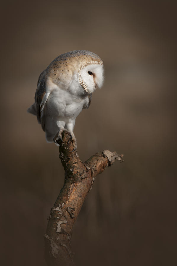 Barn Owl on the Lookout Photograph by Andy Astbury