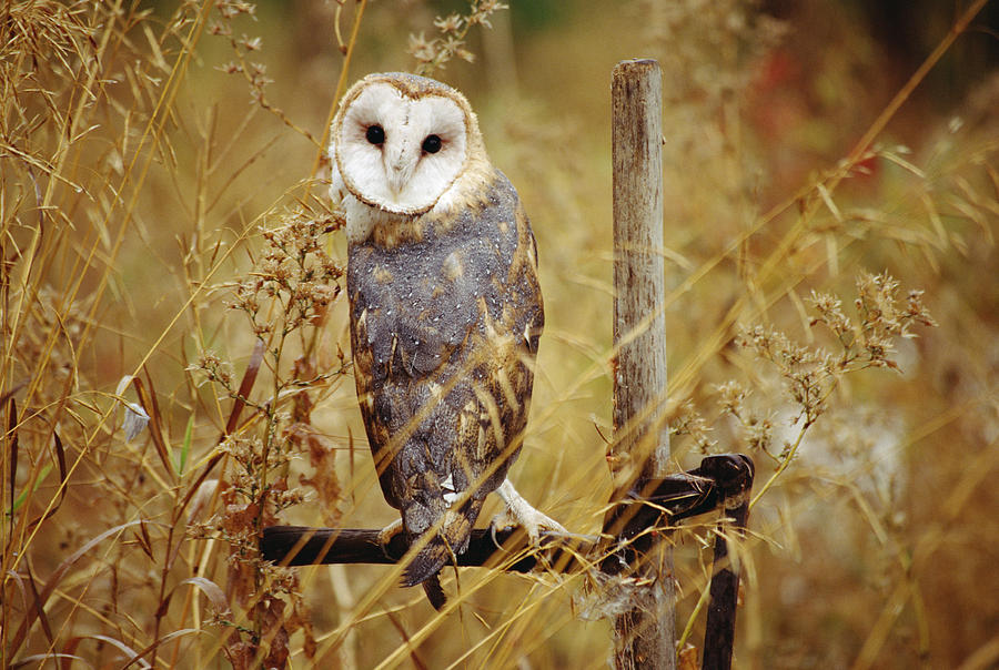 Barn Owl Perching Among Dry Grasses Photograph by Tim Fitzharris