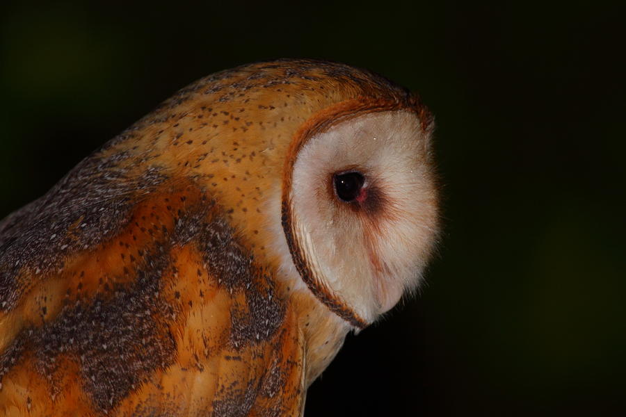 Barn Owl Profile Photograph by Bruce J Robinson