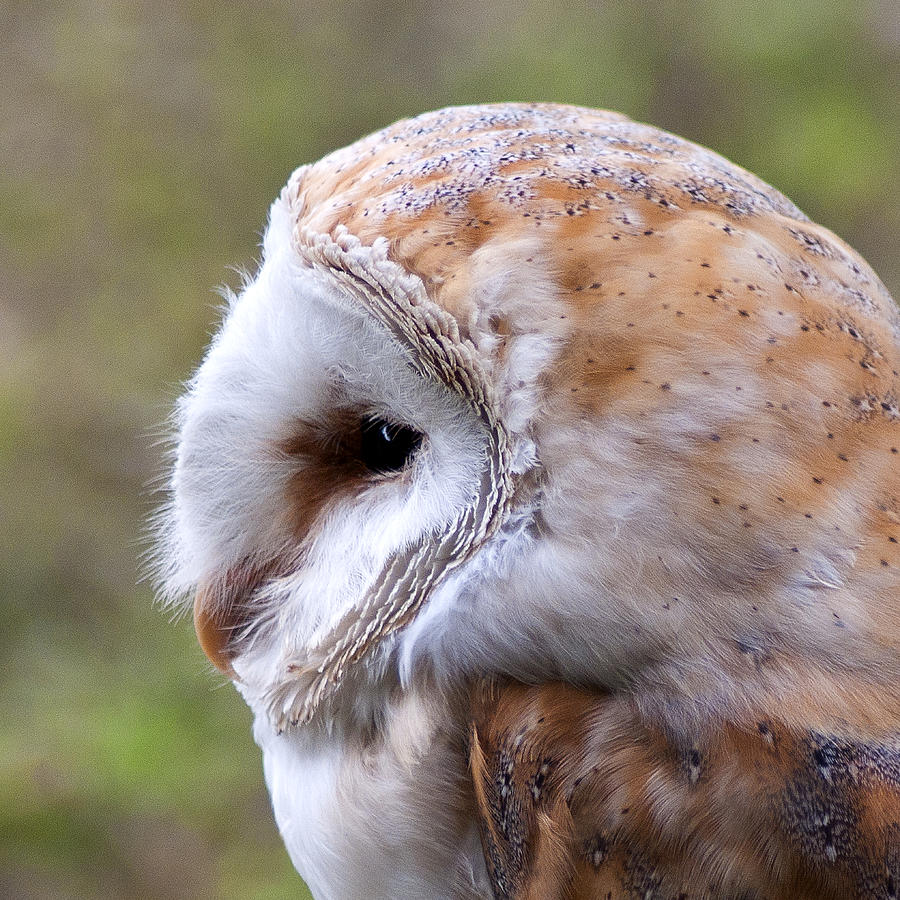 Barn Owl Profile Photograph by Siobhan Brennan-Raymond