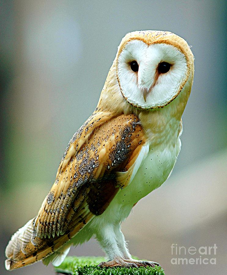 Animal Digital Art - Barn Owl by Pubdom