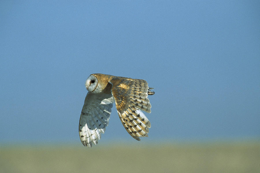Barn Owl Tyto Alba Flying, North America Photograph by Konrad Wothe