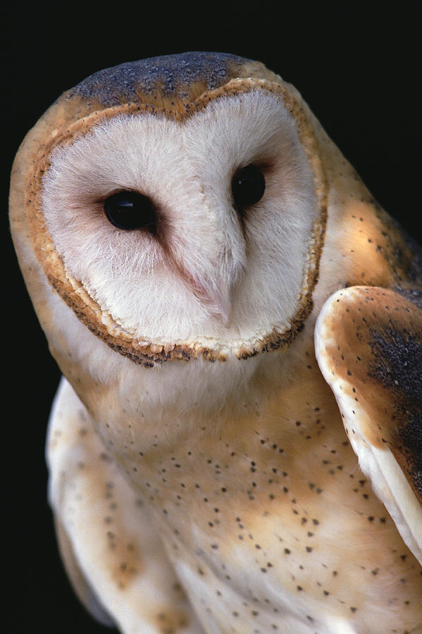 Barn Owl Tyto Alba Portrait, Worldwide Photograph by Gerry Ellis