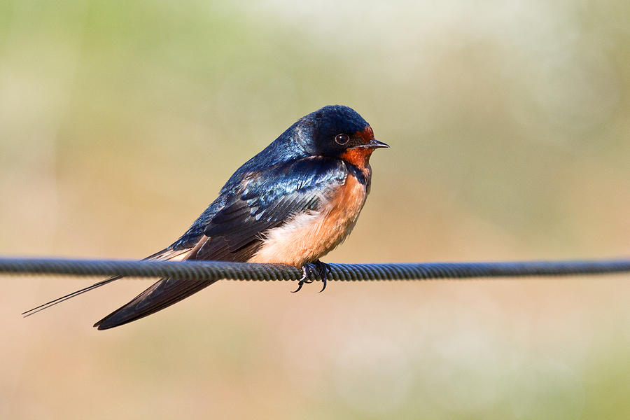 Barn Swallow Photograph by Celine Pollard