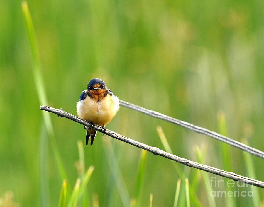 Barn Swallow Photograph by Dennis Hammer