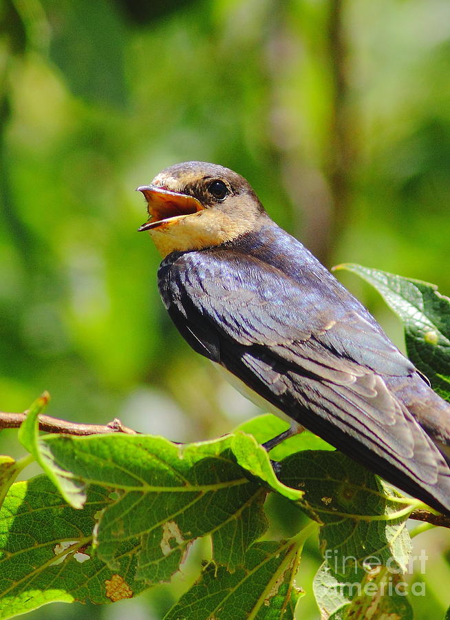 Barn Swallow In Sunlight Photograph by Robert Frederick