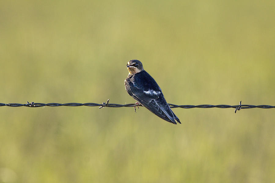 Nature Photograph - Barn Swallow No.3730 by Randall Nyhof