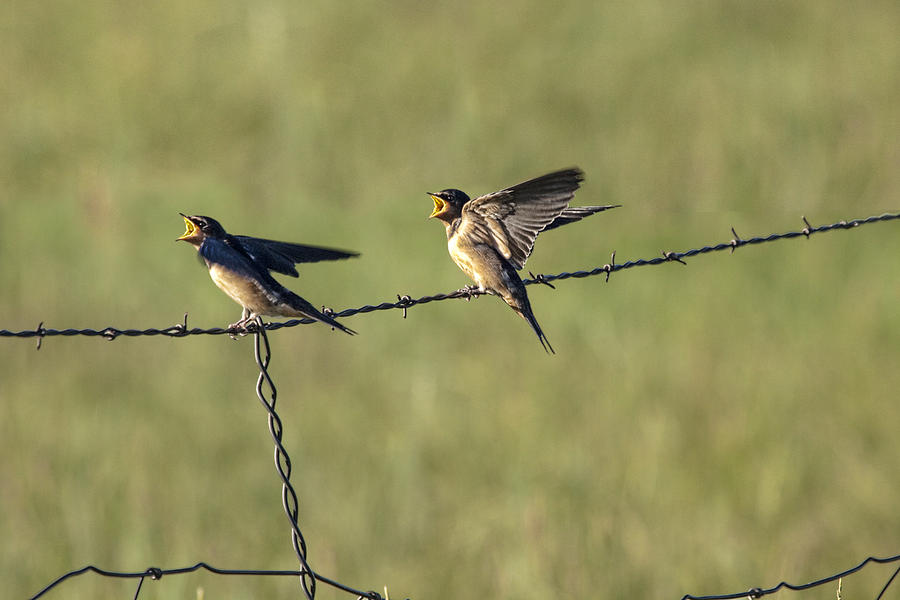 Nature Photograph - Barn Swallow No.3742 by Randall Nyhof
