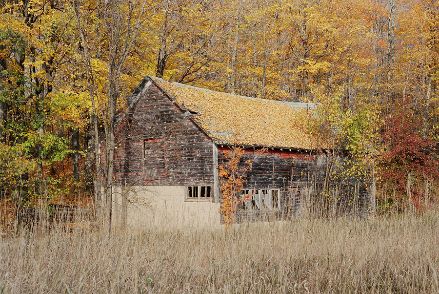 Barn With Autumn Leaves Photograph by Ron Weathers
