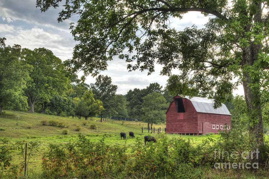 2012 Photograph - Barn With Grazing Cows by Larry Braun 2012 Photograph - Barn With Grazing Cows by Larry Braun