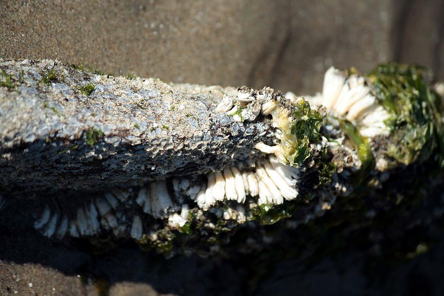 Barnacles and Seaweed Photograph by Chris Anderson