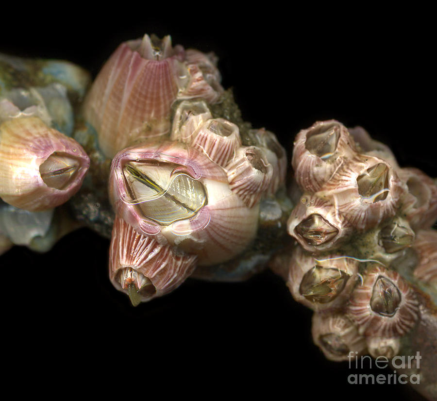 Barnacles Photograph by Janeen Wassink Searles