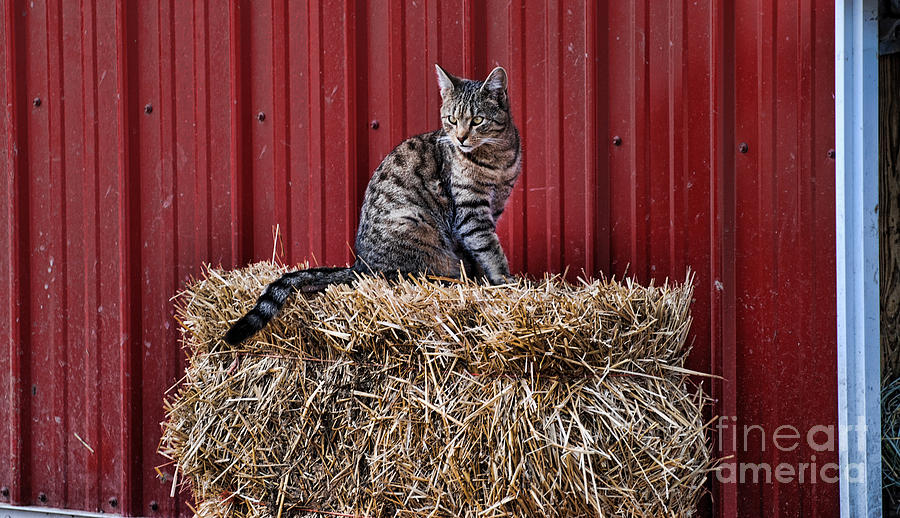 Cat Photograph - Barnyard Cat by Paul Ward