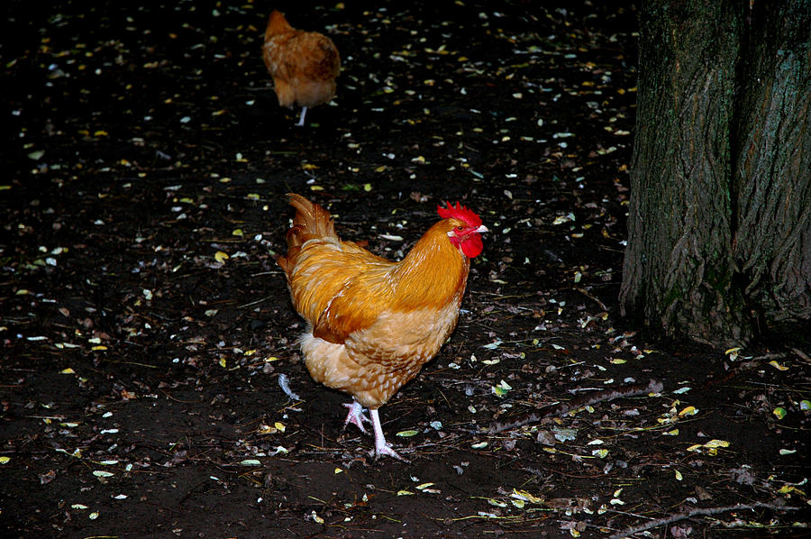 Barnyard Chickens Photograph by LeeAnn McLaneGoetz McLaneGoetzStudioLLCcom