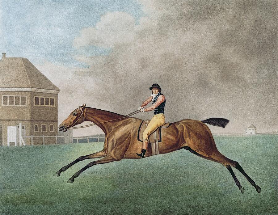 Vintage Painting - Baronet, 1794 by George Stubbs by George Stubbs