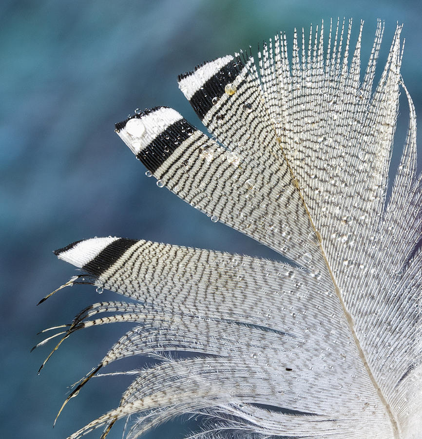 Barred Feather with Waterdrops Photograph by Jean Noren