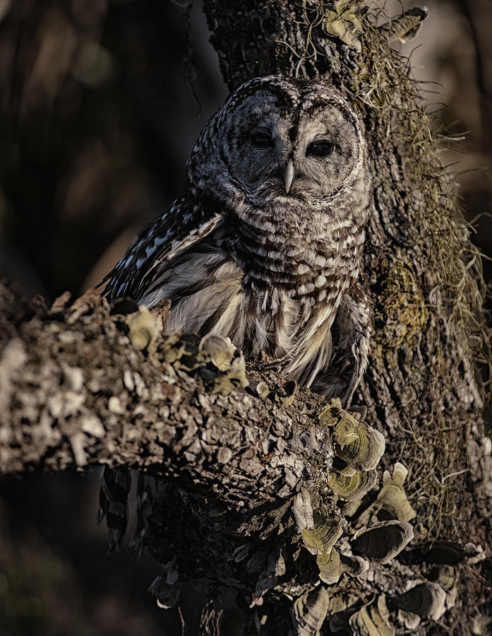 Barred Owl 5 Photograph by Wade Aiken