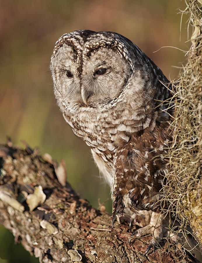Barred Owl 6 Photograph by Wade Aiken