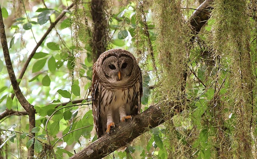 Barred Owl  Photograph by Bill Hosford