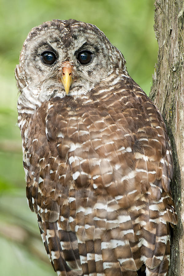 Barred Owl Photograph by Bonnie Barry