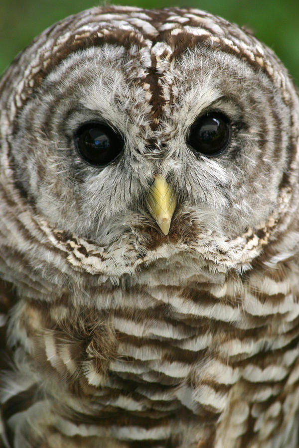 Barred Owl Photograph by Cindy Haggerty