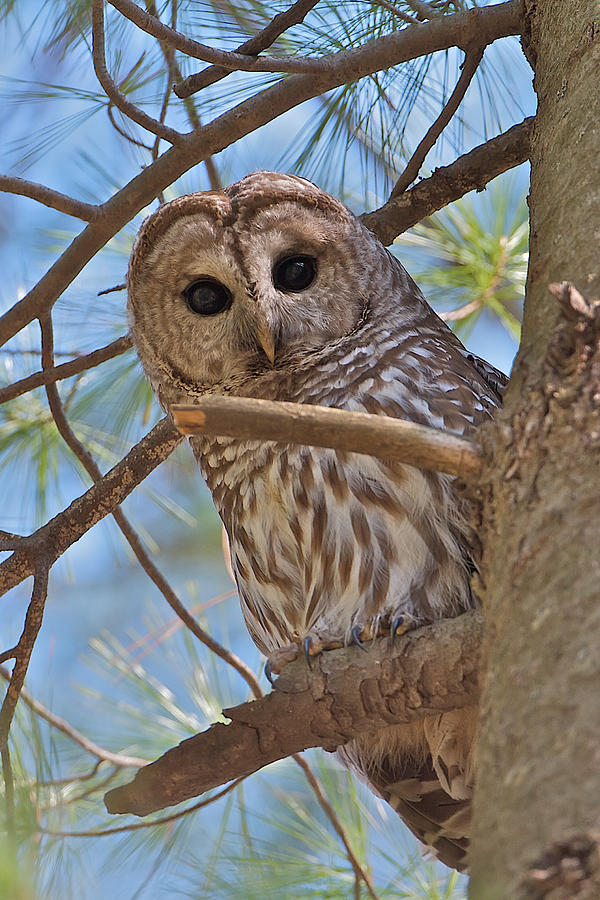 Barred Owl Photograph by Dale J Martin