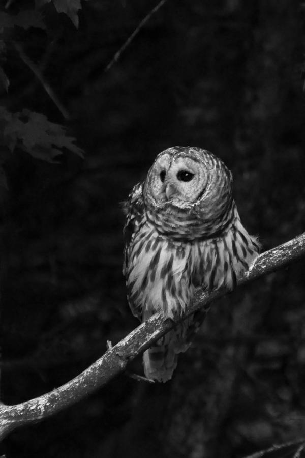 Barred Owl Photograph by Glenn Gordon
