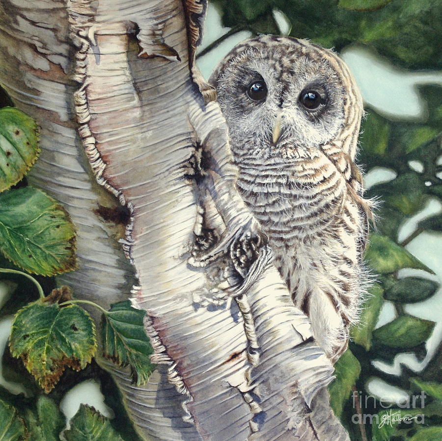 Barred Owl II Painting by Greg and Linda Halom