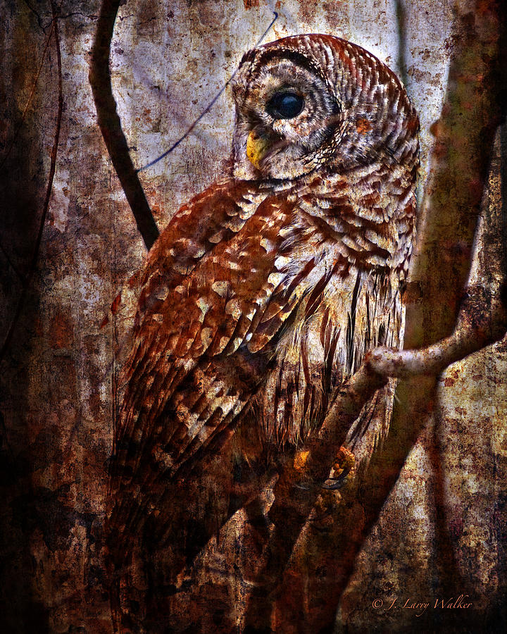 Barred Owl In Hiding Digital Art by J Larry Walker