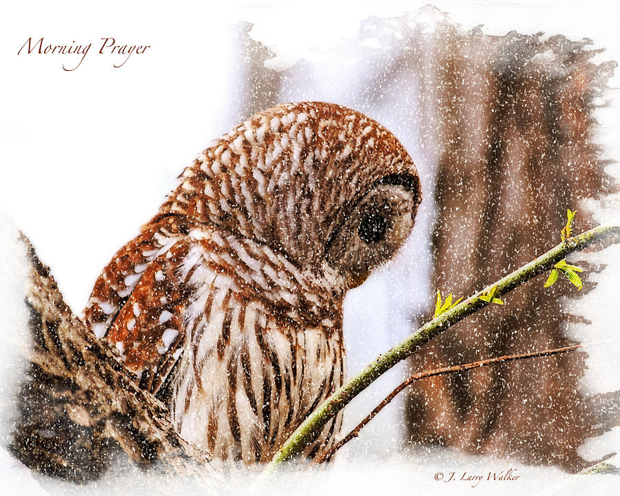 Barred Owl In Morning Prayer Digital Art by J Larry Walker