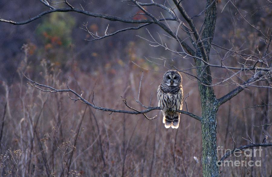 Barred Owl Photograph by Jack R Brock