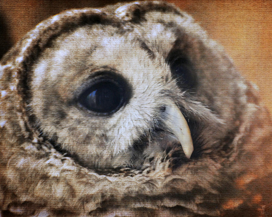 Barred Owl Photograph by Jai Johnson