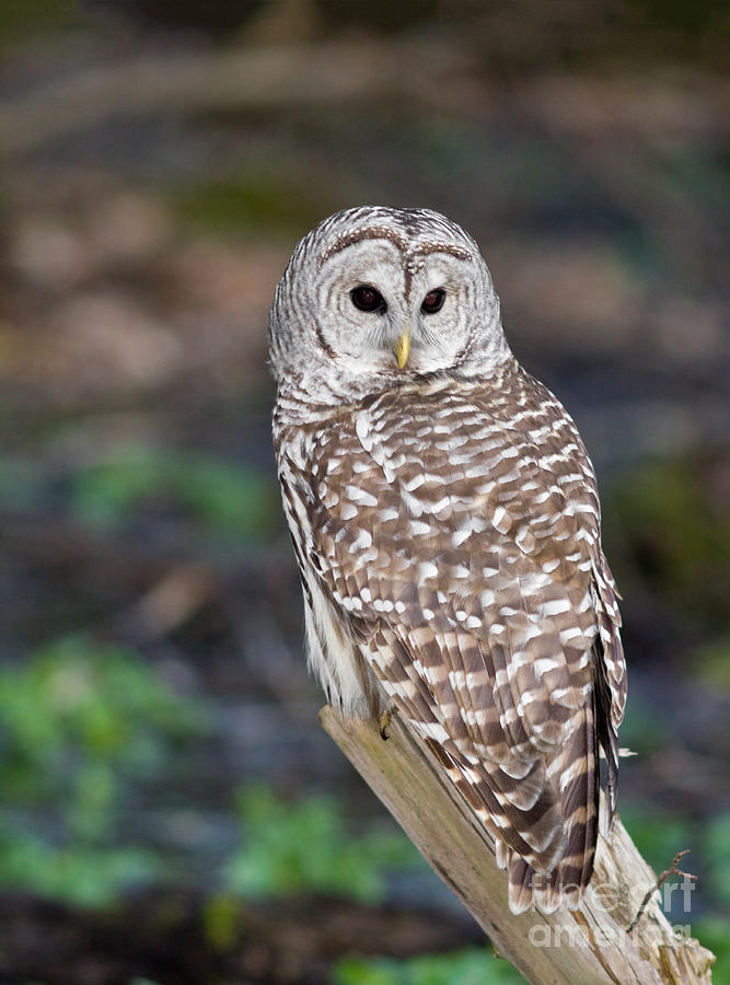 Barred Owl Photograph by Les Palenik