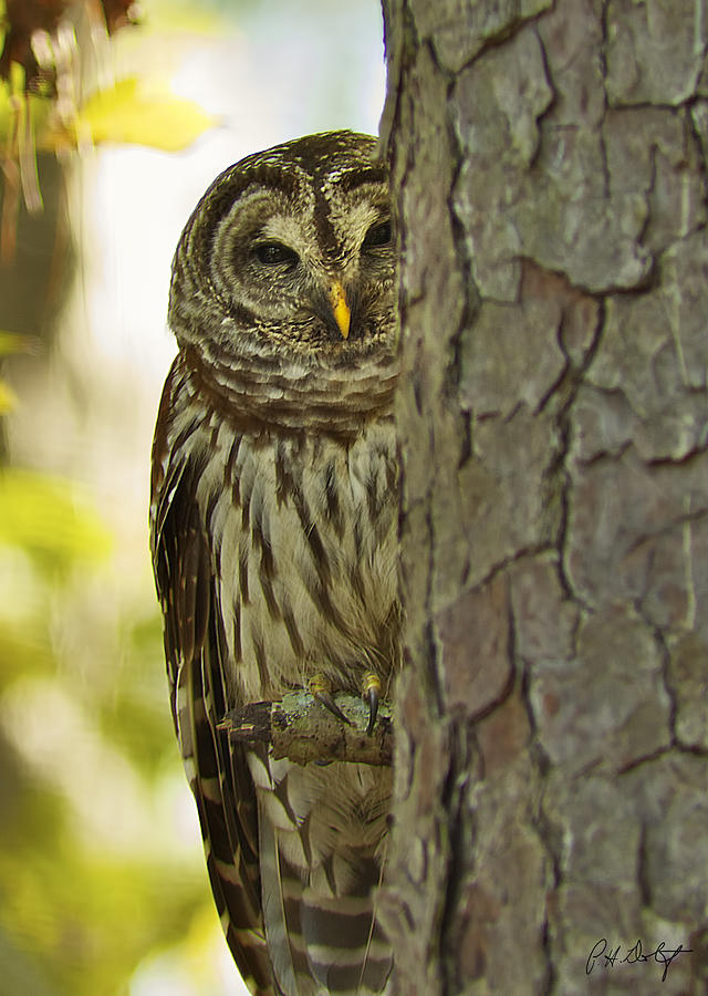 Barred Owl On National Audubon Count Day Photograph by Phill Doherty