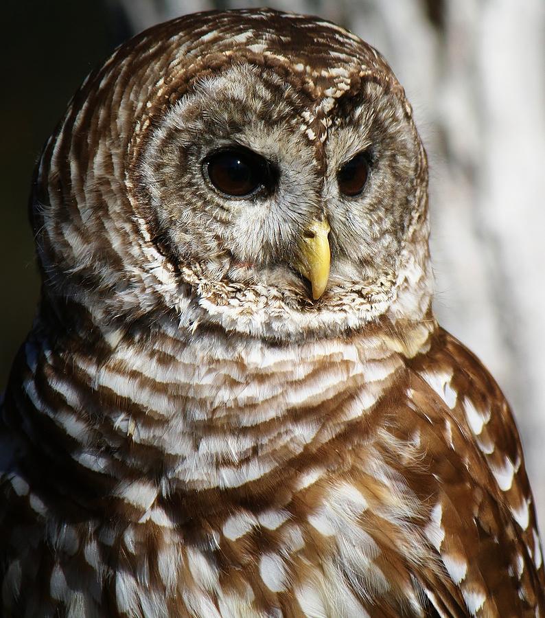 Owl Photograph - Barred Owl by Paulette Thomas
