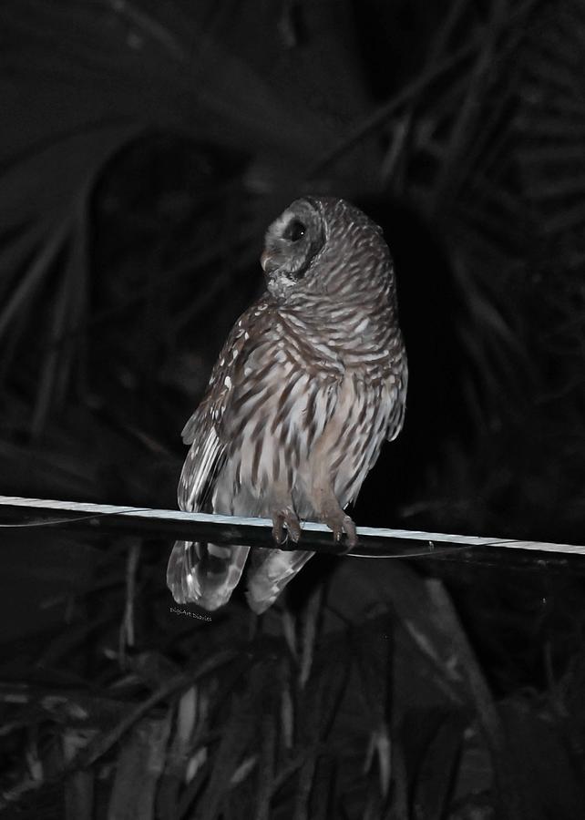 Barred Owl Profile Photograph by DigiArt Diaries by Vicky B Fuller