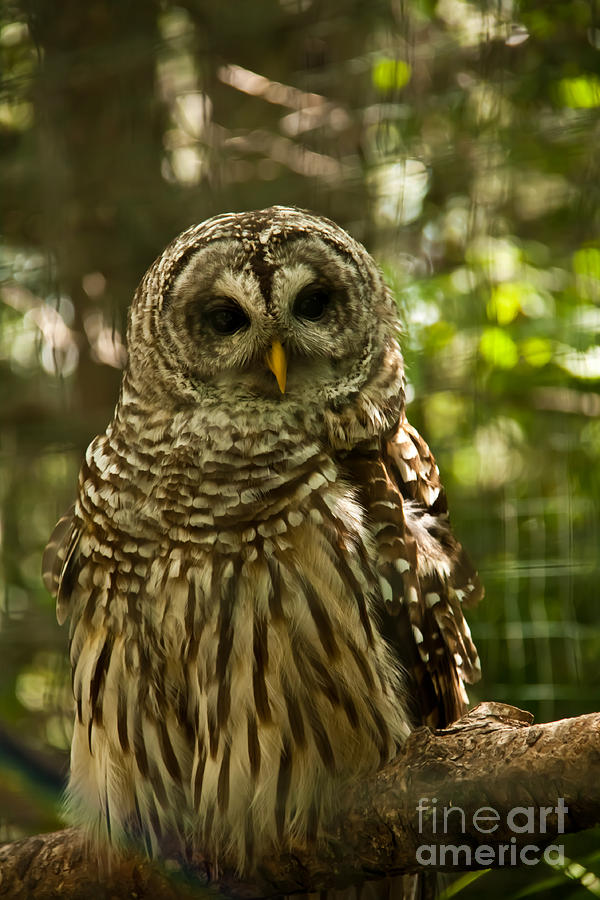 Owl Photograph - Barred Owl by Rachel Duchesne Owl Photograph - Barred Owl by Rachel Duchesne