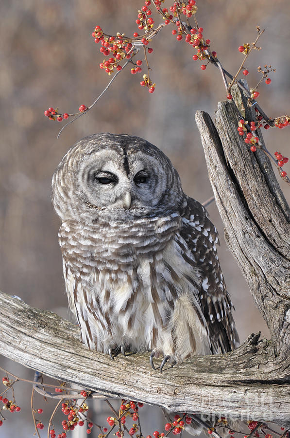 Barred Owl Photograph by Ronald Grogan