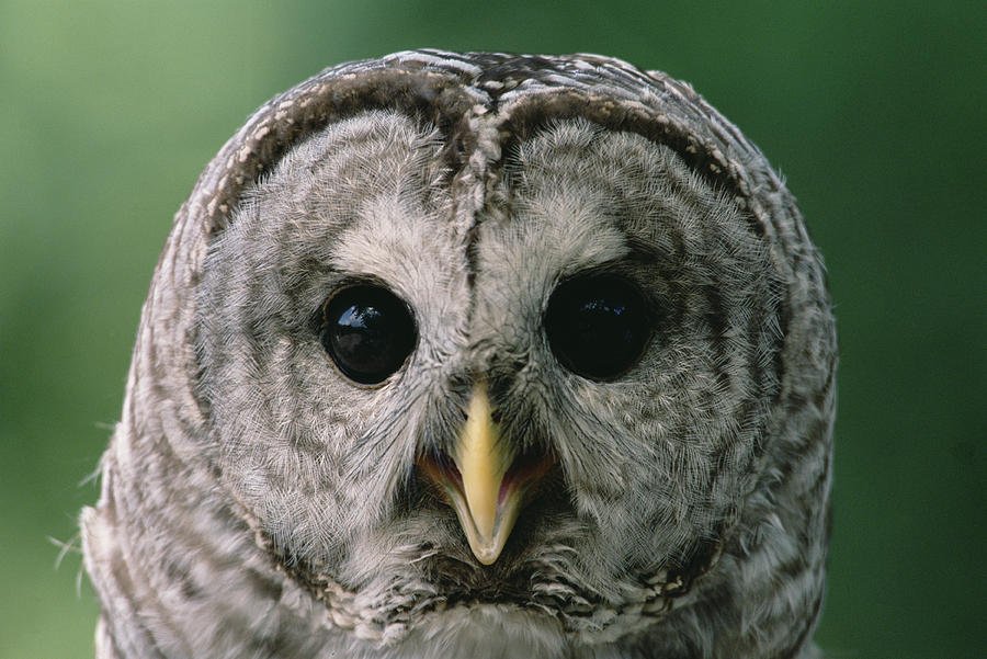 Barred Owl Strix Varia Portrait, North Photograph by Gerry Ellis