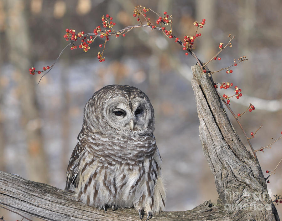 Barred Owl w berries Photograph by Ronald Grogan