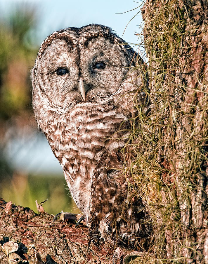 Barred Owl Photograph by Wade Aiken