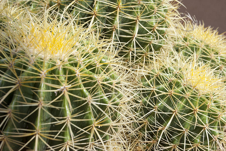 Barrel Cactus Photograph by Elvira Butler
