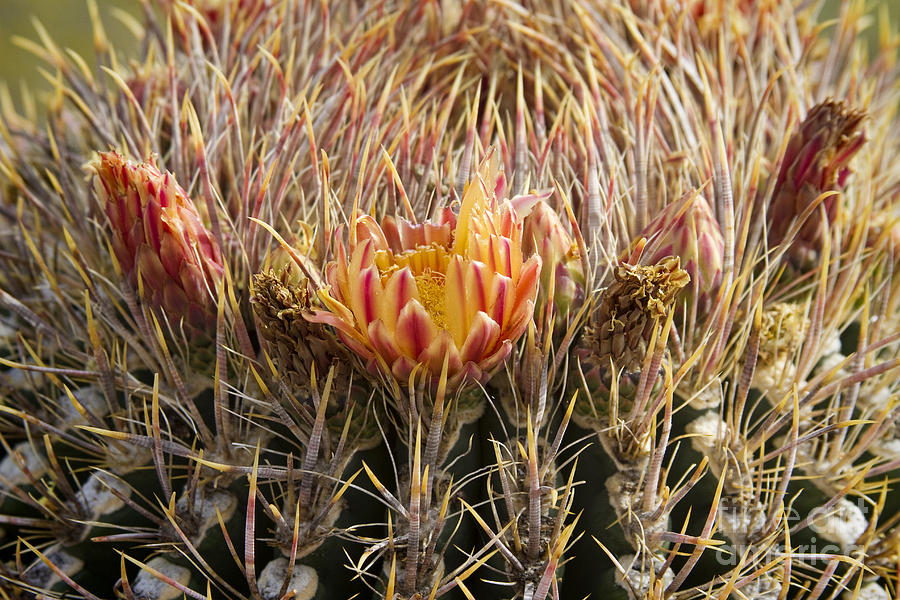 Barrel Cactus Flower Blooms Close-Up Photograph by James BO Insogna