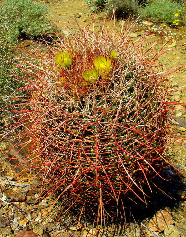 Barrel Cactus Photograph by Linda Larson