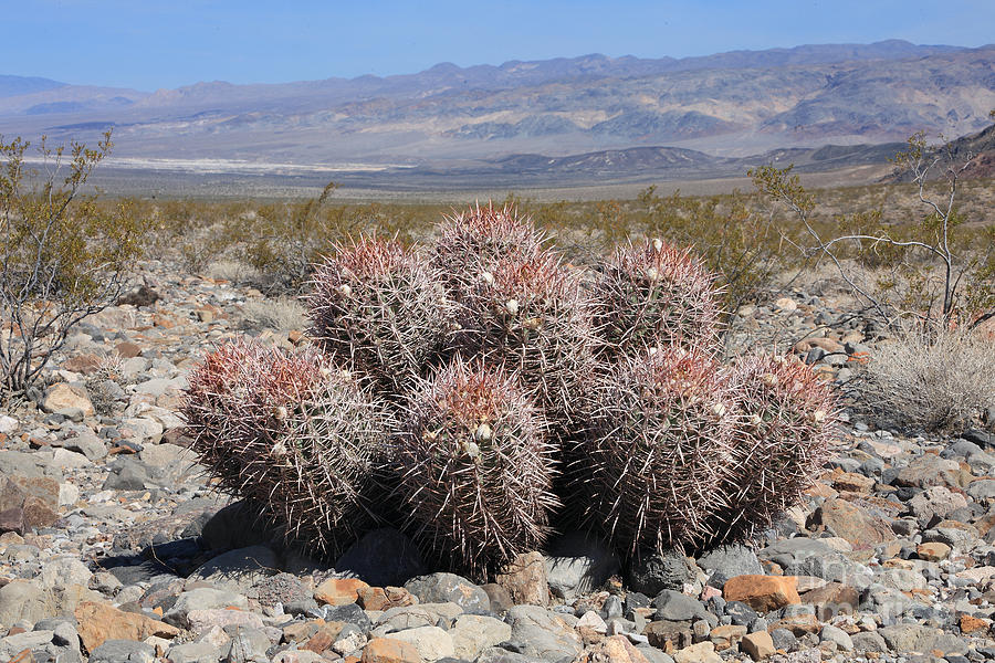 Barrel Cactus Photograph by Mark Taylor