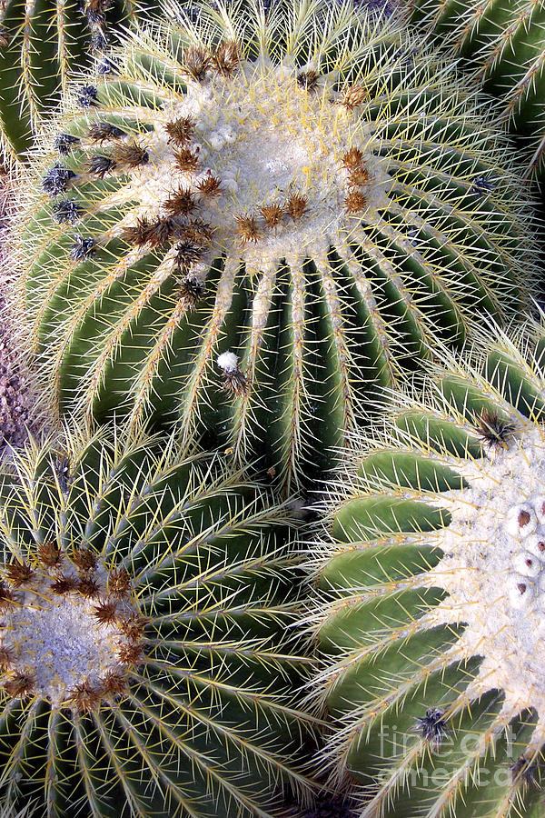 Barrel cactus Photograph by Mike Nellums - Fine Art America